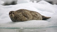 Nature Animals glacier Alaska Seals Harbor Sawyer south