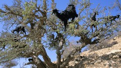 Nature Animals Goats