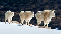 Nature Animals Goats