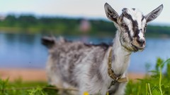 Nature Animals Goats