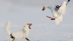 Nature Animals goose