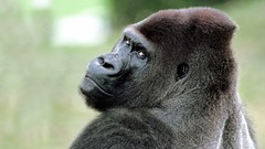 Nature Animals gorillas