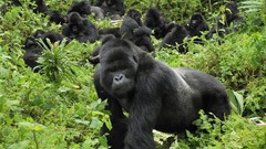 Nature Animals gorillas