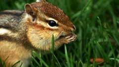 Nature Animals grass outdoors