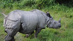 Nature Animals grass Plants