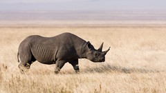 Nature Animals grass rhinoceros