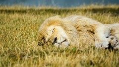 Nature Animals grass sleeping