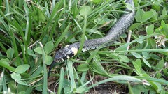 Nature Animals grass snakes