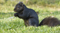 Nature Animals grass squirrels