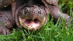 Nature Animals grass turtles