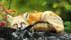 Nature Animals Green baby sleeping Mammals foxes baby animals