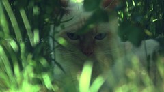 Nature Animals Green cats Kittens