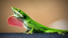 Nature Animals Green dots Reptiles lizards