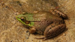 Nature Animals Green Frogs amphibians