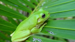 Nature Animals Green Frogs leaf amphibians