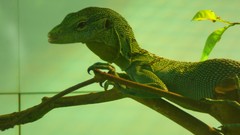 Nature Animals Green lizards