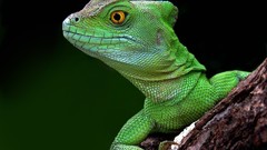 Nature Animals Green Reptiles basilisk lizards