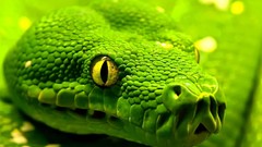 Nature Animals Green snakes