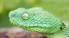 Nature Animals Green snakes african