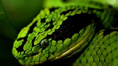 Nature Animals Green snakes cobra scales green eyes