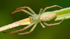 Nature Animals Green spiders tent insects arachnids