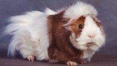 Nature Animals guinea pigs