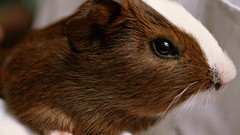 Nature Animals guinea pigs