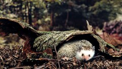 nature Animals hedgehog Mammals outdoors