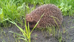 Nature Animals hedgehogs