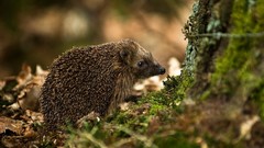 Nature Animals hedgehogs
