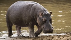 Nature Animals hippopotamus