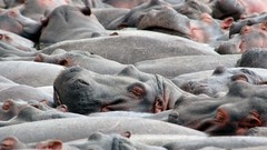 Nature Animals hippopotamus