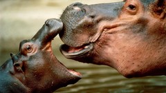 Nature Animals hippopotamus baby animals