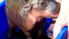 Nature Animals hippopotamus baby animals