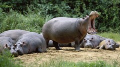 Nature Animals hippopotamus yawns