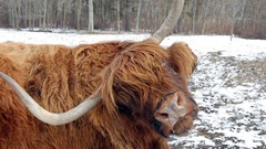 Nature Animals horns bison