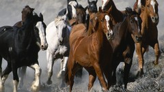 Nature Animals Horses