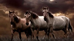 Nature Animals Horses