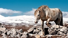 Nature Animals Horses