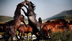 Nature Animals Horses