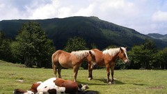 Nature Animals Horses