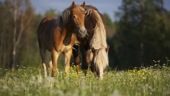 Nature Animals Horses