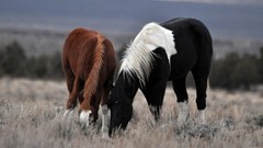 Nature Animals Horses