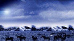 Nature Animals Horses