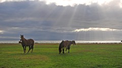 Nature Animals Horses