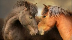 Nature Animals Horses