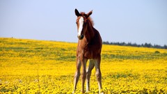 Nature Animals Horses