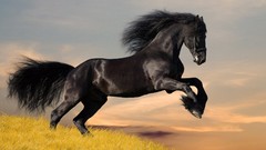 Nature Animals Horses