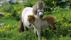 Nature Animals Horses