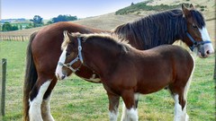 Nature Animals Horses